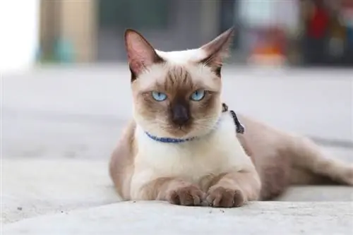 gatto siamese testa di mela