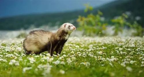 ferret katika uwanja wa maua