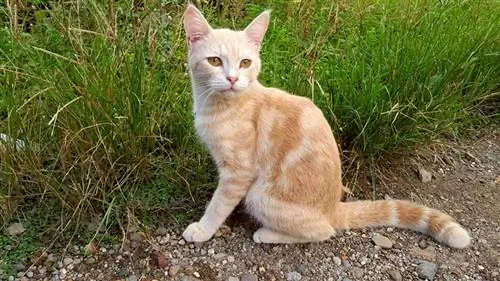 un chat javanais assis en plein air