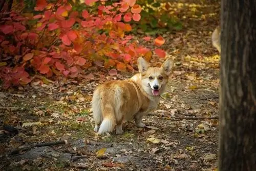 Corgi უკან პოზა