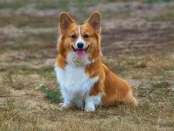 9 อาหารสุนัขที่ดีที่สุดสำหรับ Corgis – รีวิวปี 2023 & รายการยอดนิยม