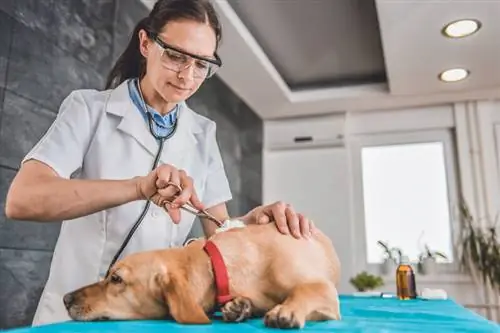 Rengöringshundskada, hund hos veterinär, sårvård