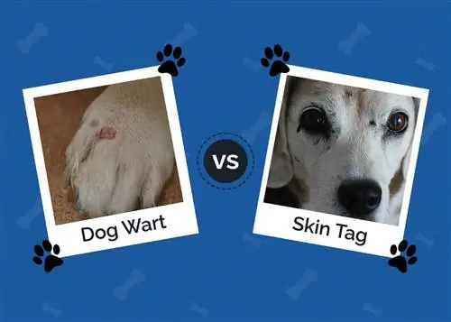 Kutil Anjing vs Tag Kulit pada Anjing: Perbedaan & Gambar (Disetujui Dokter Hewan)