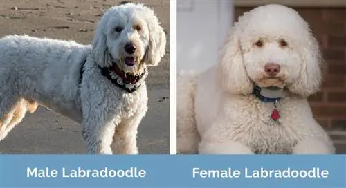 Masculin vs Femeie Labradoodle unul lângă altul