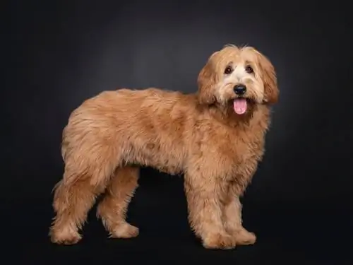 labradoodle de caise în studio