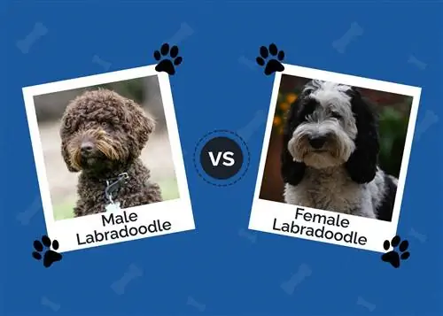 Labradoodle Lelaki lwn Perempuan: Perbezaan Utama (Dengan Gambar)