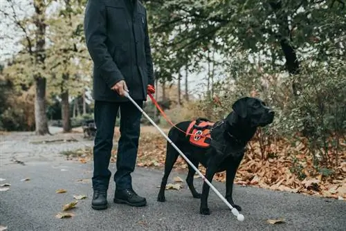 blind mann med tjenestehunden sin