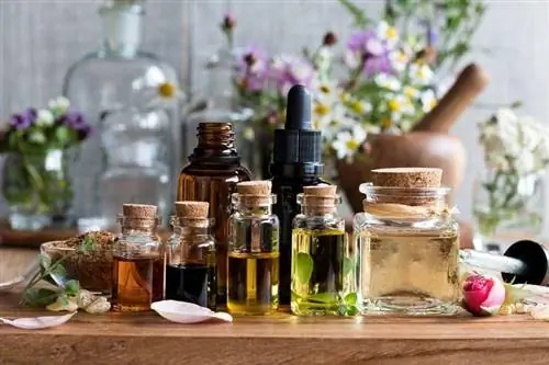 Apakah Essential Oil Aman untuk Kucing? Risiko yang Ditinjau Dokter Hewan & Tips Keamanan