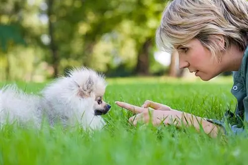 nainen kouluttaa pomerania