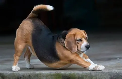 yoga beagle