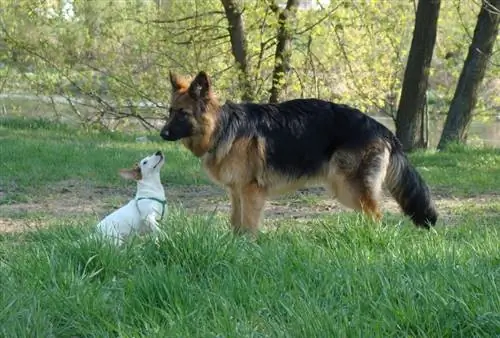 hunde leger i parken