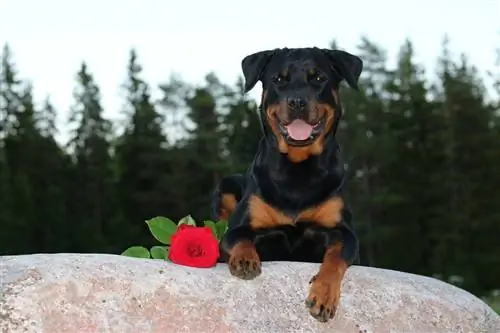 amerikkalainen rottweiler