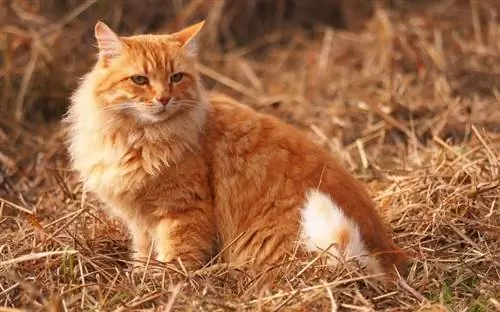 Kucing berbulu besar duduk di atas jerami