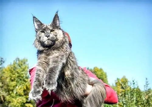 grote blauwe maine coon-kat die wordt vastgehouden door een man