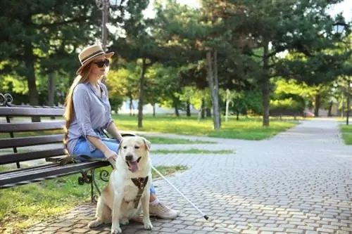 Isang service dog na may kasamang bulag na babae sa park bench