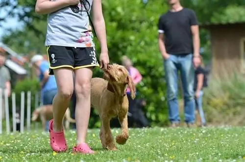 entrainement de chien