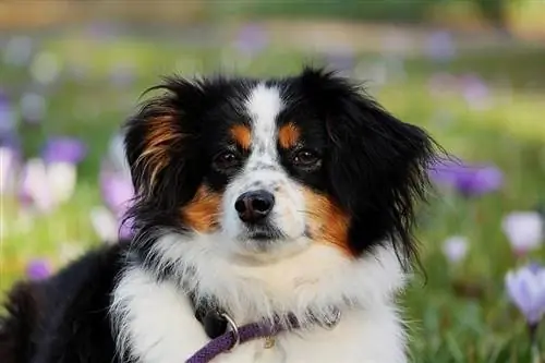 Australian Shepherd