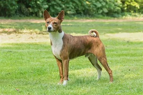 Canaan dog na may brindle coat