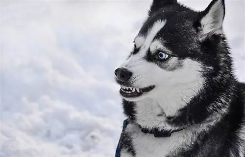 Husky siberian