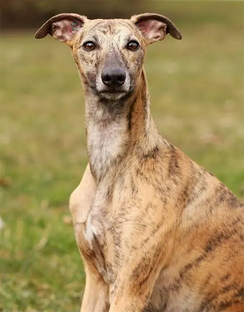 Whippet