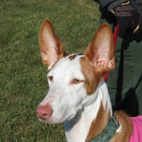 cão de caça de Ibiza