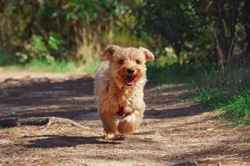 Yorkshire terrier