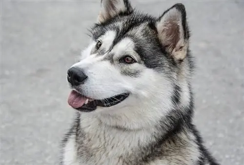 Malamute Alaskan