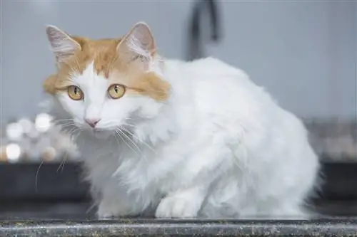 Turkish Van Cat sab saib