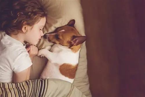 Jack Russell im Bett mit kleinem Kind