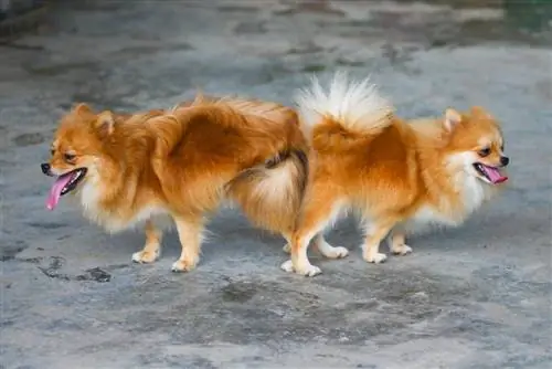 txiv neej thiab poj niam pomeranian aub mating