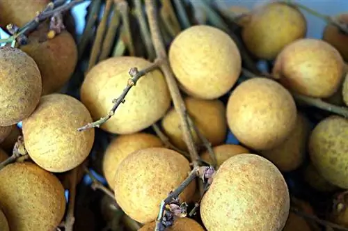 Longan