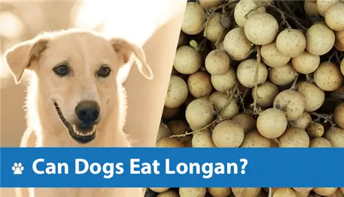 Kan hunde spise Longan? Dyrlægegodkendt sundhedsgennemgang