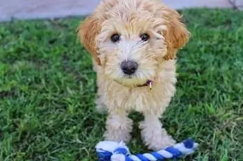 6 Makanan Anjing Terbaik untuk Labradoodles - Ulasan 2023 & Pilihan Teratas