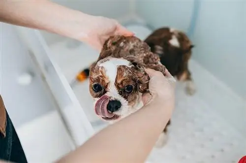 Cavalier King Charlesi spanjel