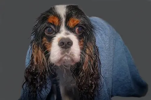 Arrogante King Charles Spaniel-hond na het bad