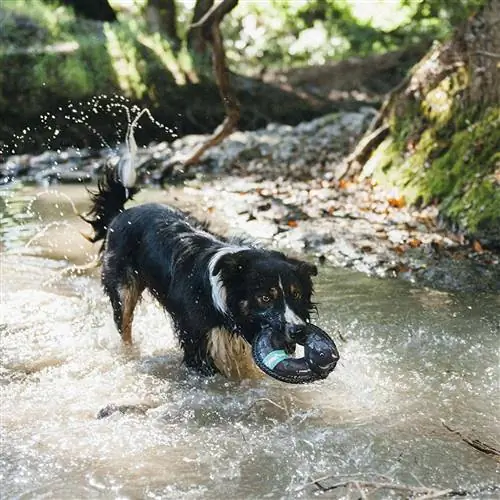 2023'ün En İyi 10 Köpek Su Oyuncakları – İncelemeler & En Çok Talep