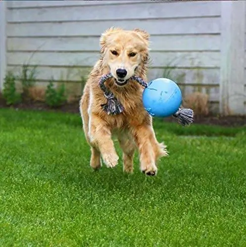 10 En İyi Açık Hava Köpek Oyuncakları 2023 – İncelemeler & En Çok Talep