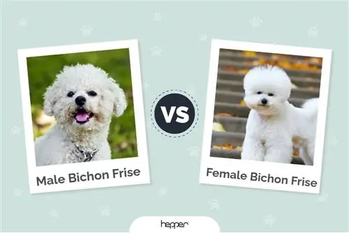 Muški vs ženski Bichon Frise: ključne razlike (sa slikama)