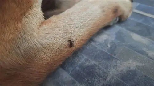 Como manter os mosquitos longe do seu cachorro (6 métodos comprovados)