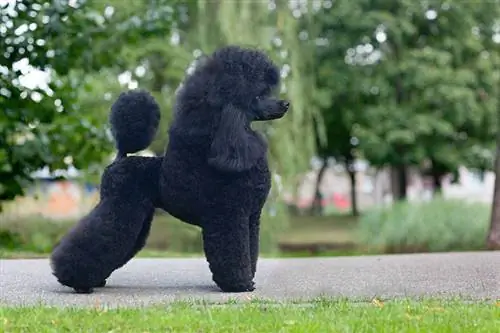 Caniche negro hembra de tamaño mediano