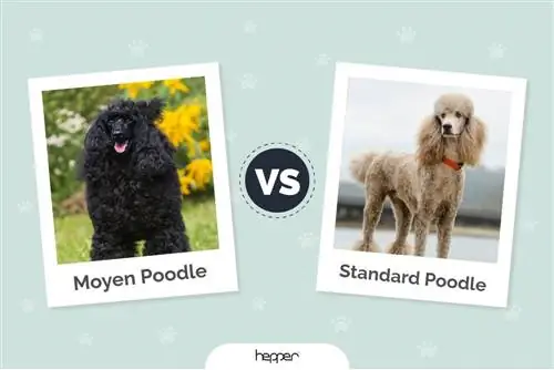 Moyen vs. Standard Poodle: Qual devo escolher?