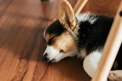 sleeping corgi