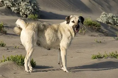 Chó chăn cừu Anatolia