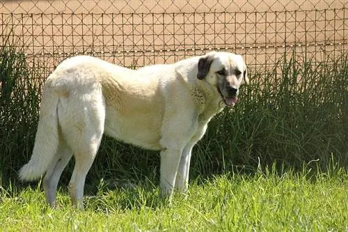 Chó chăn cừu Anatolia