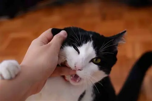 gato blanco y negro mordiendo el dedo