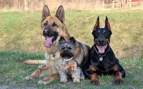 doberman pinscher lê op die gras met yorkshire terrier en Duitse herder