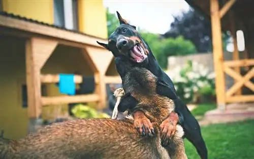 Doberman pinscher bråkar med en annan hund