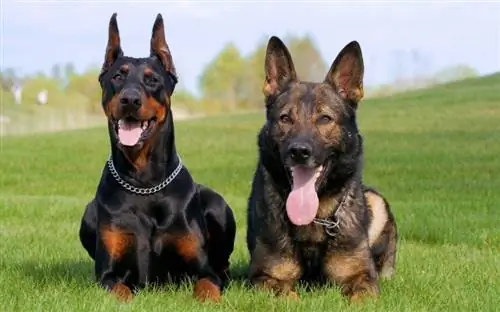 Τα Dobermans είναι καλά με άλλα σκυλιά; Γεγονότα εγκεκριμένα από κτηνίατρο