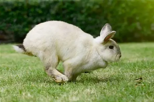 conejo corriendo sobre la hierba