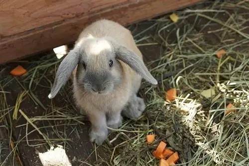 pequeño conejo beige gris te mira